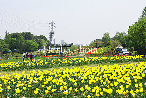 【上尾市の土地】　戸崎