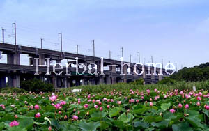 原市北【上尾市の売戸建て】_画像5