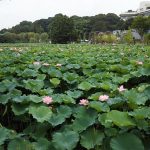 上野　不忍池の蓮が満開でした。