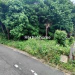 上尾市平塚1丁目 約234坪 【土地/販売事例集】